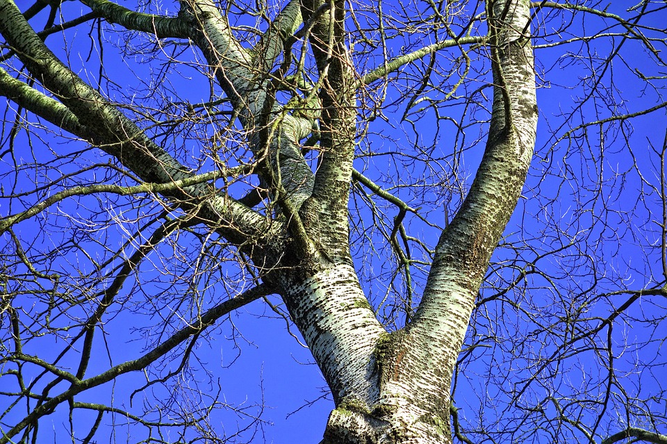 berkenboom in de winter